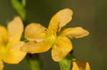 Hairy St. Johnswort